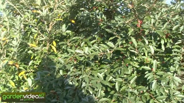 Elaeagnus umbellata Pointilla® Amoroso® смотреть онлайн