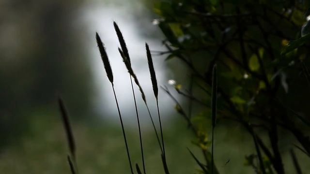 Panasonic Lumix DMC-FZ72 macro video test (slowed down) смотреть онлайн