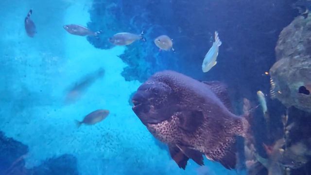 Рыбы. КоЭкс Аквариум, Сеул, Корея. Fish, CoEx aquarium, Seoul, Korea. смотреть онлайн