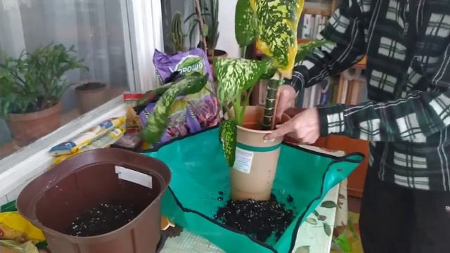 Закрепил диффенбахию