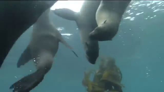 Our Oceans Are Worth Protecting | World Oceans Day