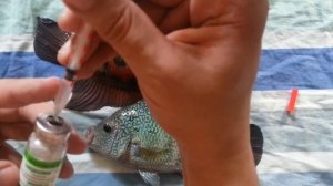 Колю бициллин-5 фловер хорнам. Giving a bicillin-5 injection to the flowerhorns. (24.05.2016)