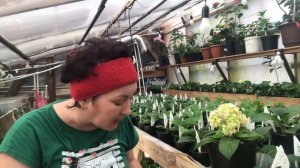 Секрет быстрого выращивания крупнолистных гортензии. Делюсь опытом. 23.03