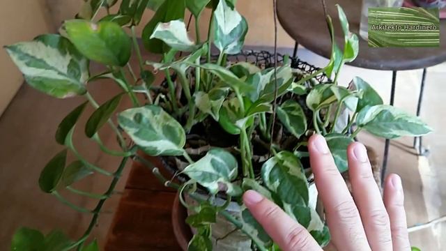 NJOY POTHOS COMPLETE CARE GUIDE! | Everything You Need To Know About Njoy Pothos | Money Plant Care смотреть онлайн