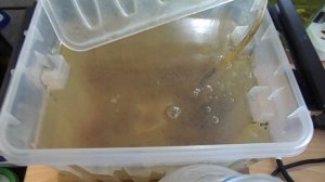 Выращивание аулофоруса в воде (не на губке). Корма для аквариумных рыб и не только