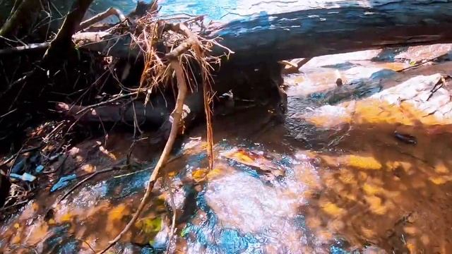 Kodachadri Trek 2020 | Complete guide | Route Map for Peak |PART 1 смотреть онлайн