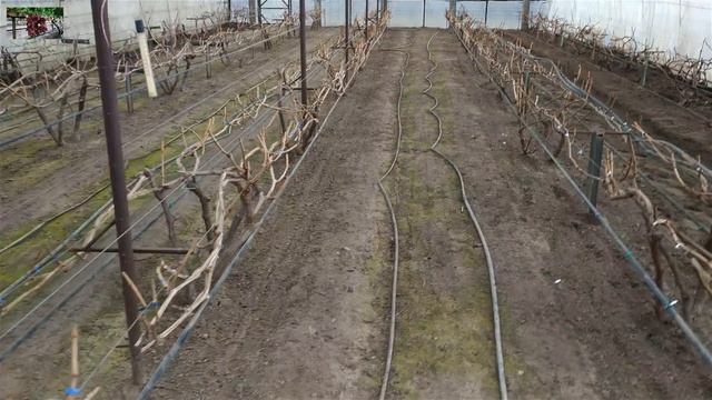 Виноград в теплице . Второй купол начало . смотреть онлайн