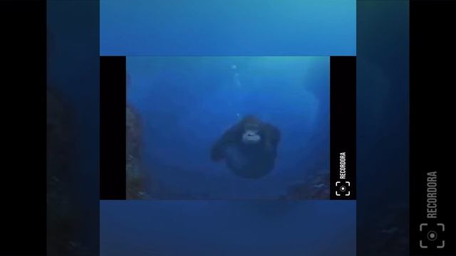 шок обезьяна под водой смотреть онлайн