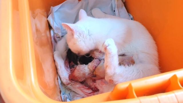 #котята Как у кошки родились котята смотреть онлайн