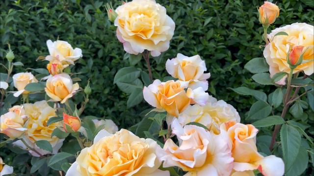 Sunny Sky Rose Review - Hybrid Tea Rose смотреть онлайн