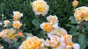 Sunny Sky Rose Review - Hybrid Tea Rose