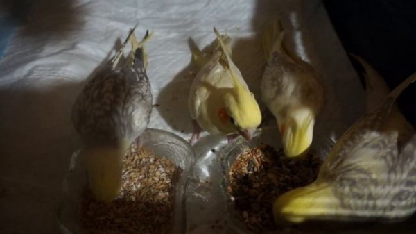 Мои кореллы-королевские птички!