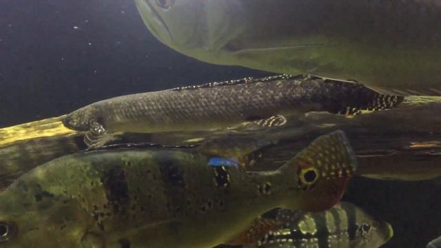 Полиптерус Орнатипинис (Polypterus Ornatipinnis) смотреть онлайн