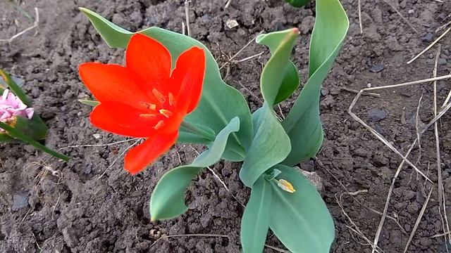 ТЮЛЬПАН Красный ? весна 2018 видео