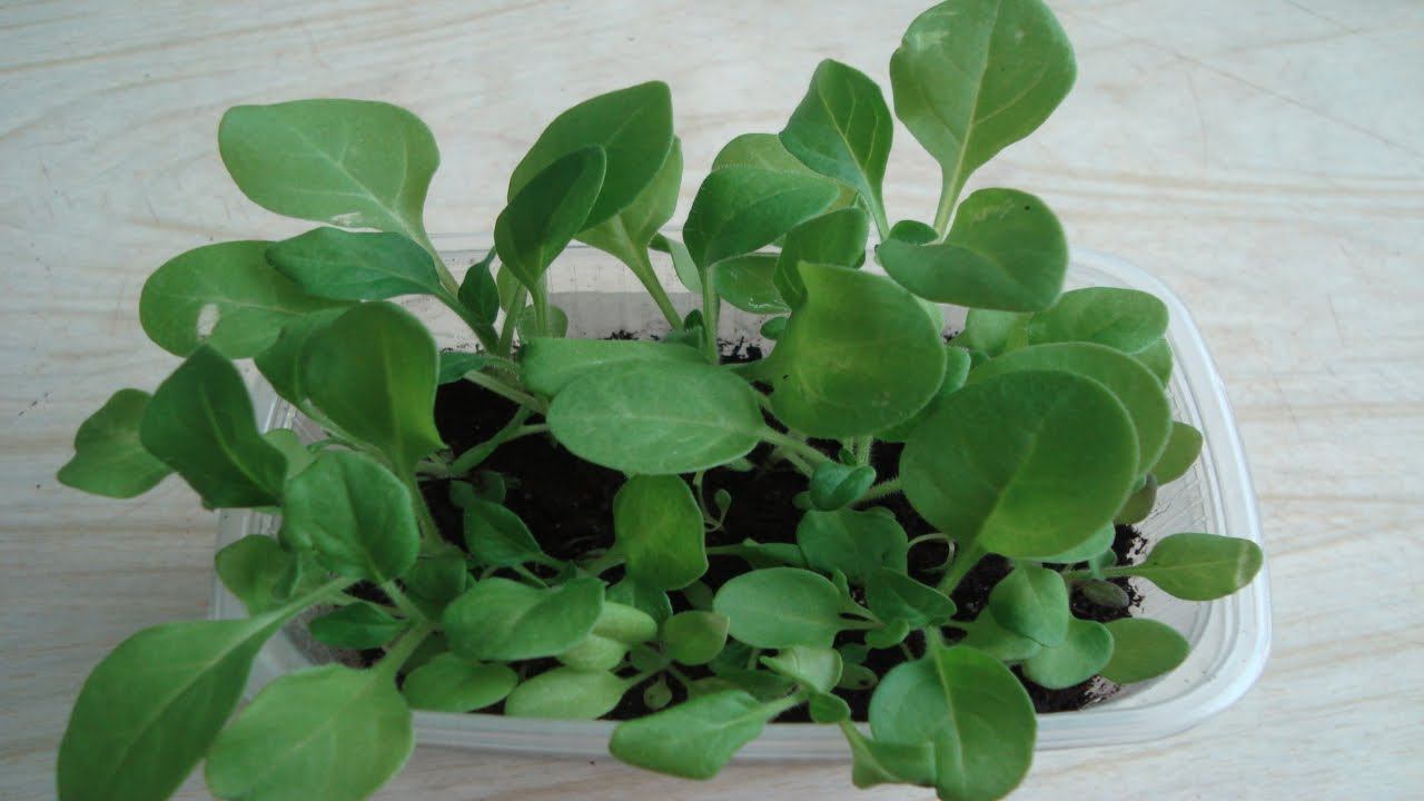 ПИКИРОВАНИЕ ПЕТУНИИ БЕЗ ЗАМОРОЧЕК смотреть онлайн