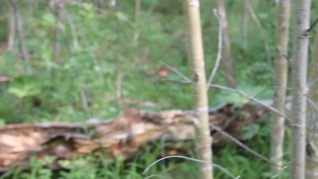 Крестный отец мафии собирает грибы... смотреть онлайн