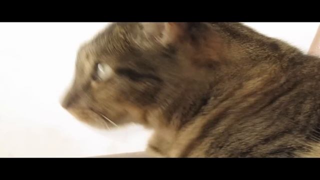 Canon sx20 is. Test video. смотреть онлайн