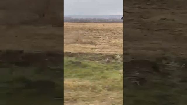 Продается жеребец 2017 года рождения. Отец американский рысак. Мать самоходка карачаевской породы. смотреть онлайн