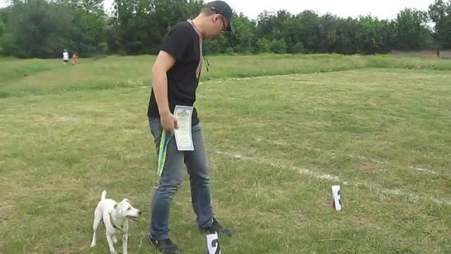 фрисби с собаками, награждение - мужчины смотреть онлайн