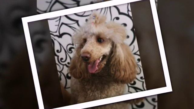 ПУДЕЛЬ:очень добрая и преданная собака//