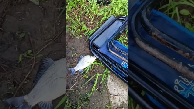 Только забросил и сразу клюёт. Ловля КАРАСЯ на поплавочную удочку. смотреть онлайн