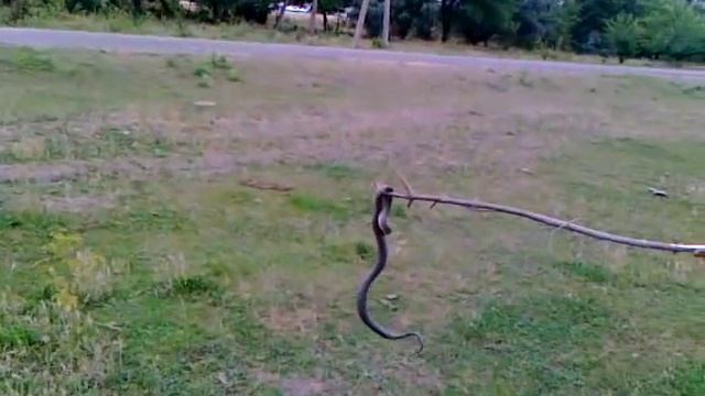 Это уж или гадюка смотреть онлайн