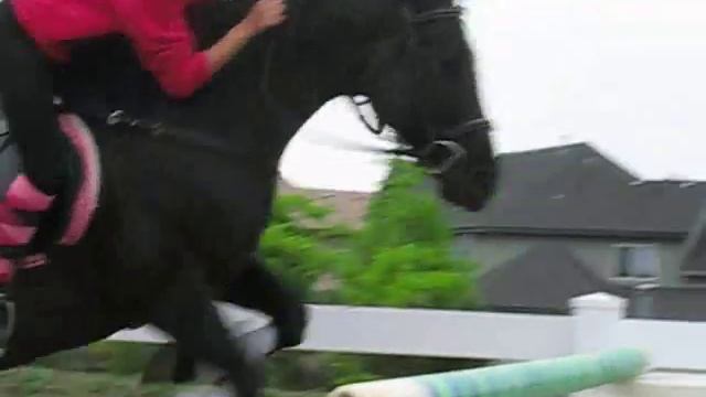 Horse Jumping Music Mixed смотреть онлайн