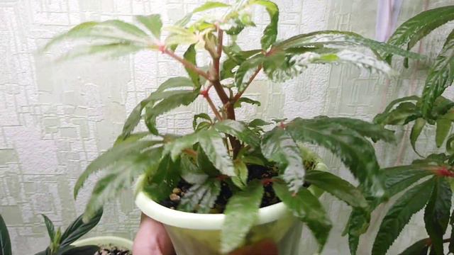 Columnea raymondii и Бегонии luxurians на выбор для Натальи ✨ смотреть онлайн