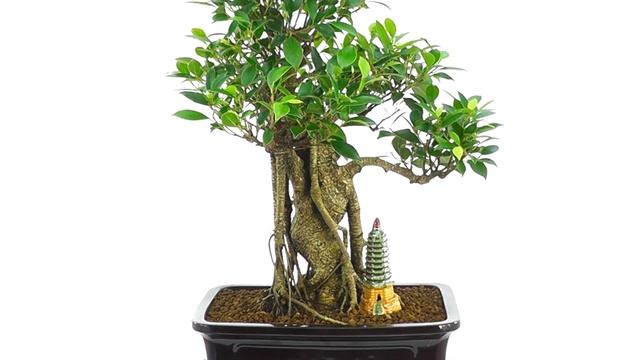 Ficus Retusa - Indoor Bonsai (PF7) смотреть онлайн