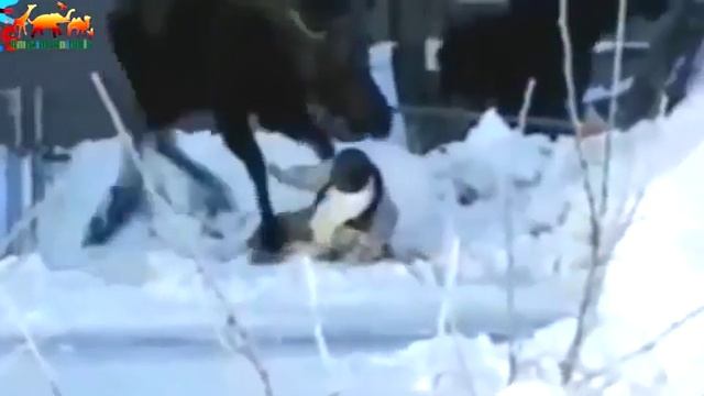Лось убил человека. Ужасное нападение лося! смотреть онлайн