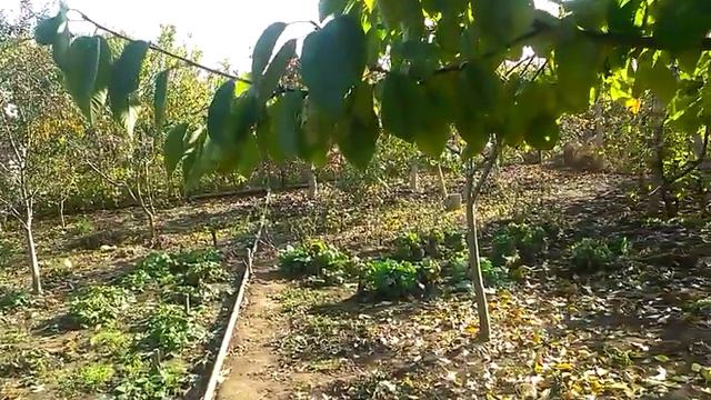 687. Стрелы смеха .Нельзя разговаривать .В городских маршрутках над головой водителя всегда ... смотреть онлайн