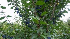 Очень поздний сорт сливы ТОПЭНД ПЛЮС