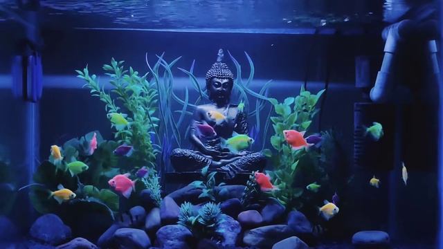 THE LOST WORLD...Aquarium Setup смотреть онлайн