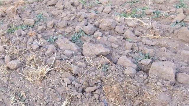 Экстремальный посев сидерата. смотреть онлайн