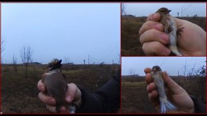 Ловля певчих птиц. Сойка и всякая мелочь.