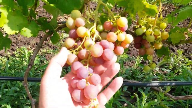 20160722 Виноград Рошфор смотреть онлайн