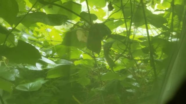 К Ефесянам 6:14-18 смотреть онлайн