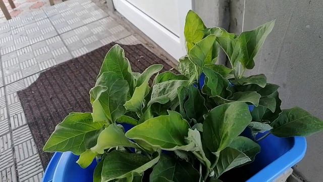 Весенние Огородные Работы. Лиля Проведала. На Базаре Обманули. Покупки в АТБ. Цены. смотреть онлайн