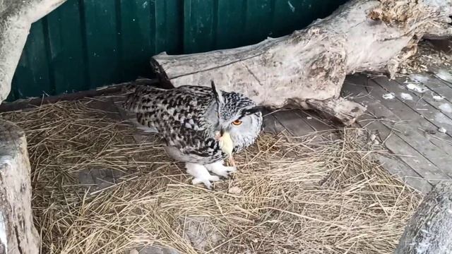 Добычу в уголок уволок???❤ смотреть онлайн