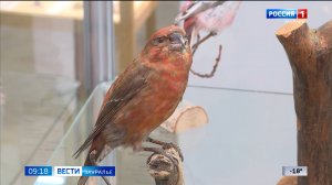 Орнитолог Игорь Бологов рассказал о своей профессии