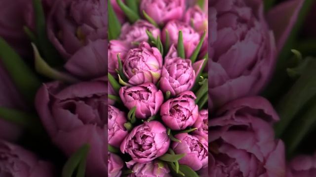 Букет из 51 пионовидного тюльпана "HOLLAND" смотреть онлайн