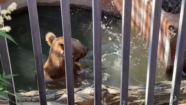 Vlog/ Зоопарк в Екатеринбурге/Кормят льва смотреть онлайн