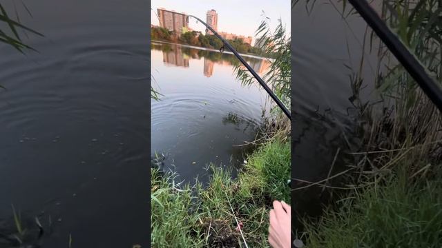 Толстолоб Краснодар рыбалка 2023, много рыбы, поклевка толстолобика.Бешенный клев. смотреть онлайн