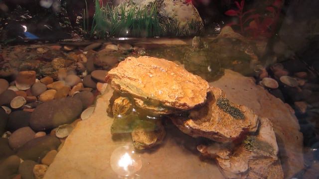 Чепа. Красноухая черепаха. 29.05.2015 - 5. смотреть онлайн