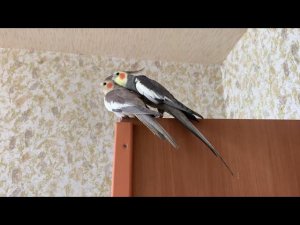 Купили мальчика // самец и самка корелла // знакомство // пара корелл