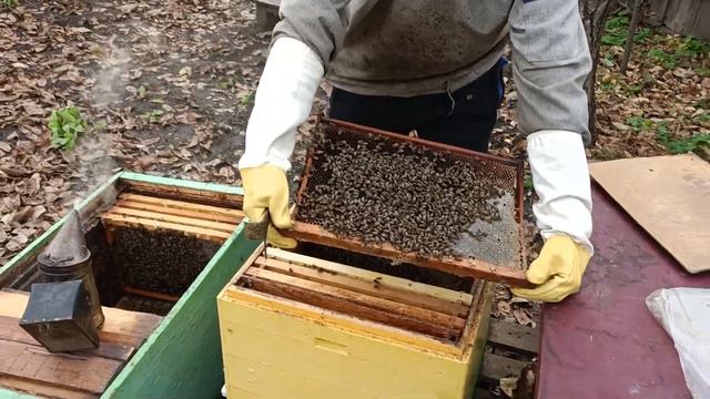 Как пересадить семью пчёл осенью Сборка Рута в зиму Исправляем ошибки смотреть онлайн