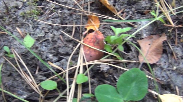 Пихты Развитие сеянцев смотреть онлайн