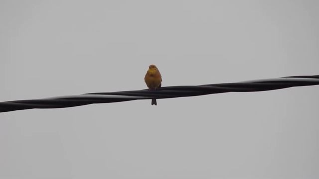 Пение овсянки. смотреть онлайн