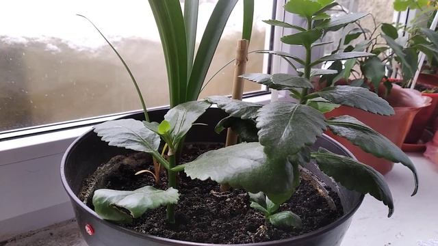 Размножение каланхоэ смотреть онлайн