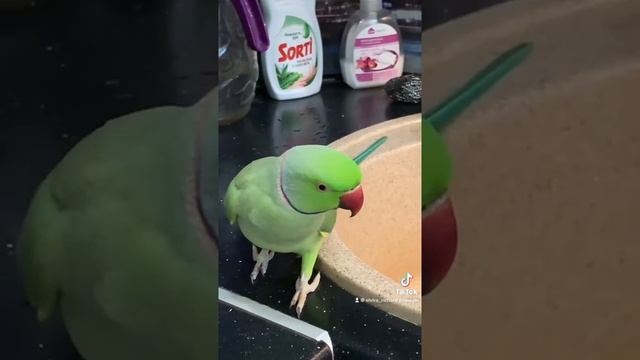 Кухонный нехочка ожереловый попугай Ричи смотреть онлайн